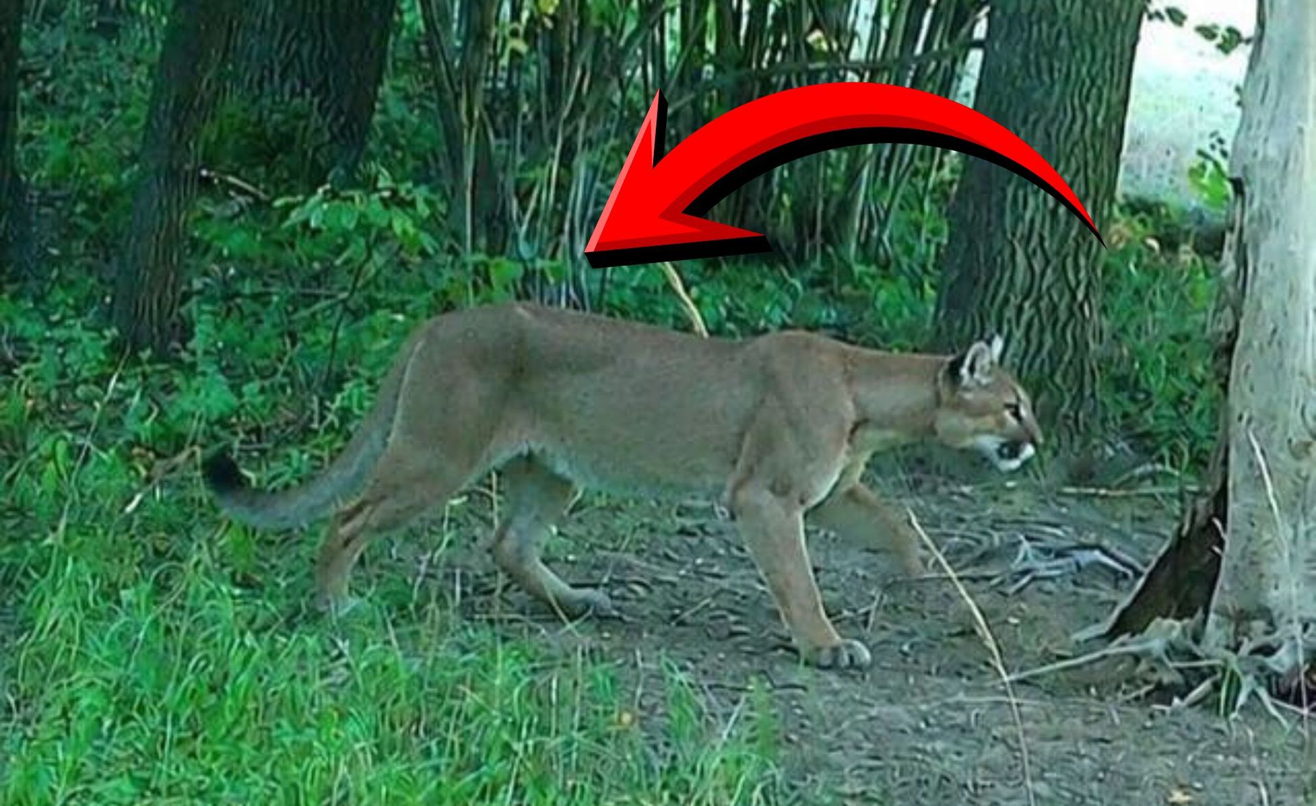 Grasująca puma to jednak nie żart. Władze ze specjalną decyzją