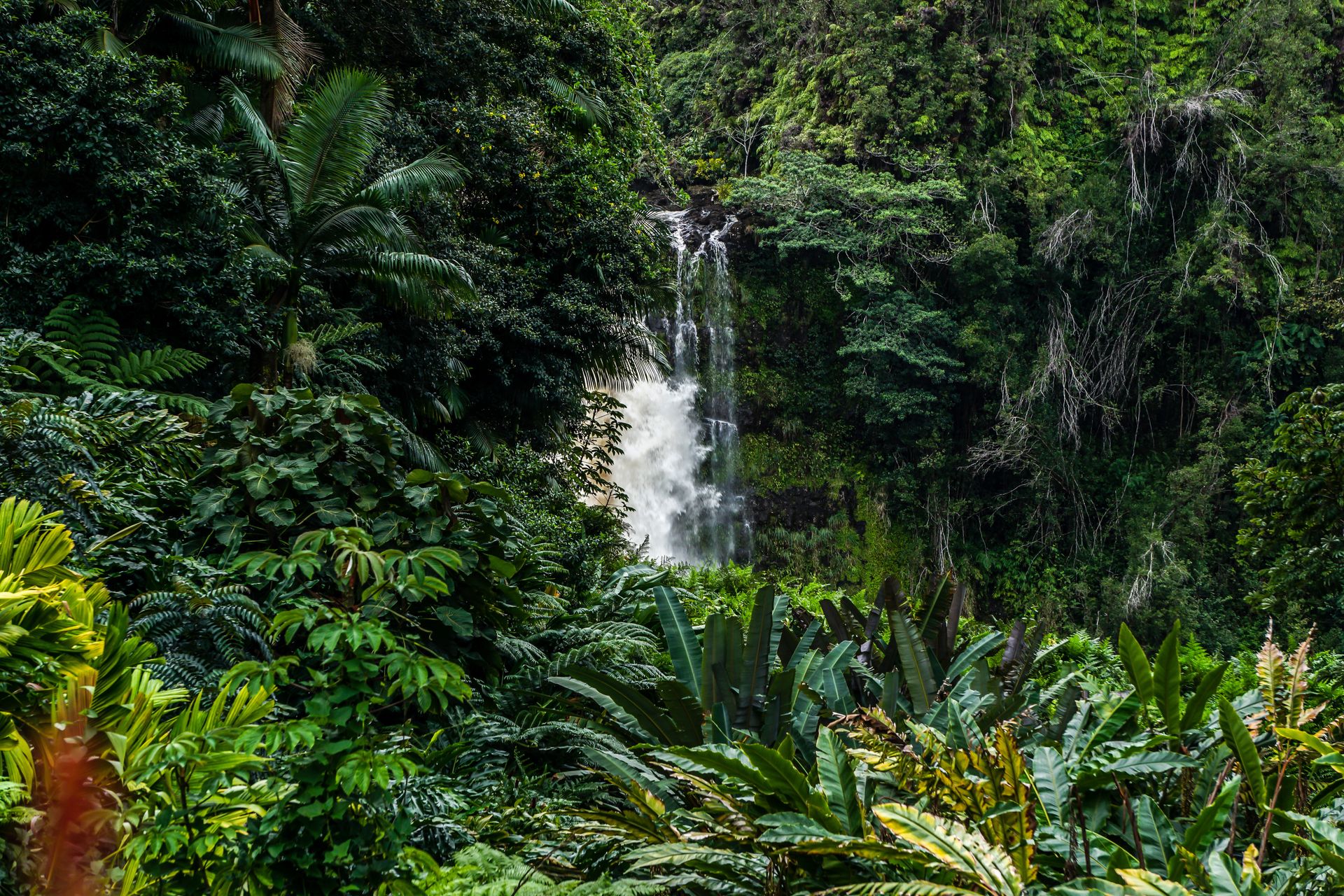 600 tys. zgonów rocznie. Najgroźniejsze zwierze na świecie