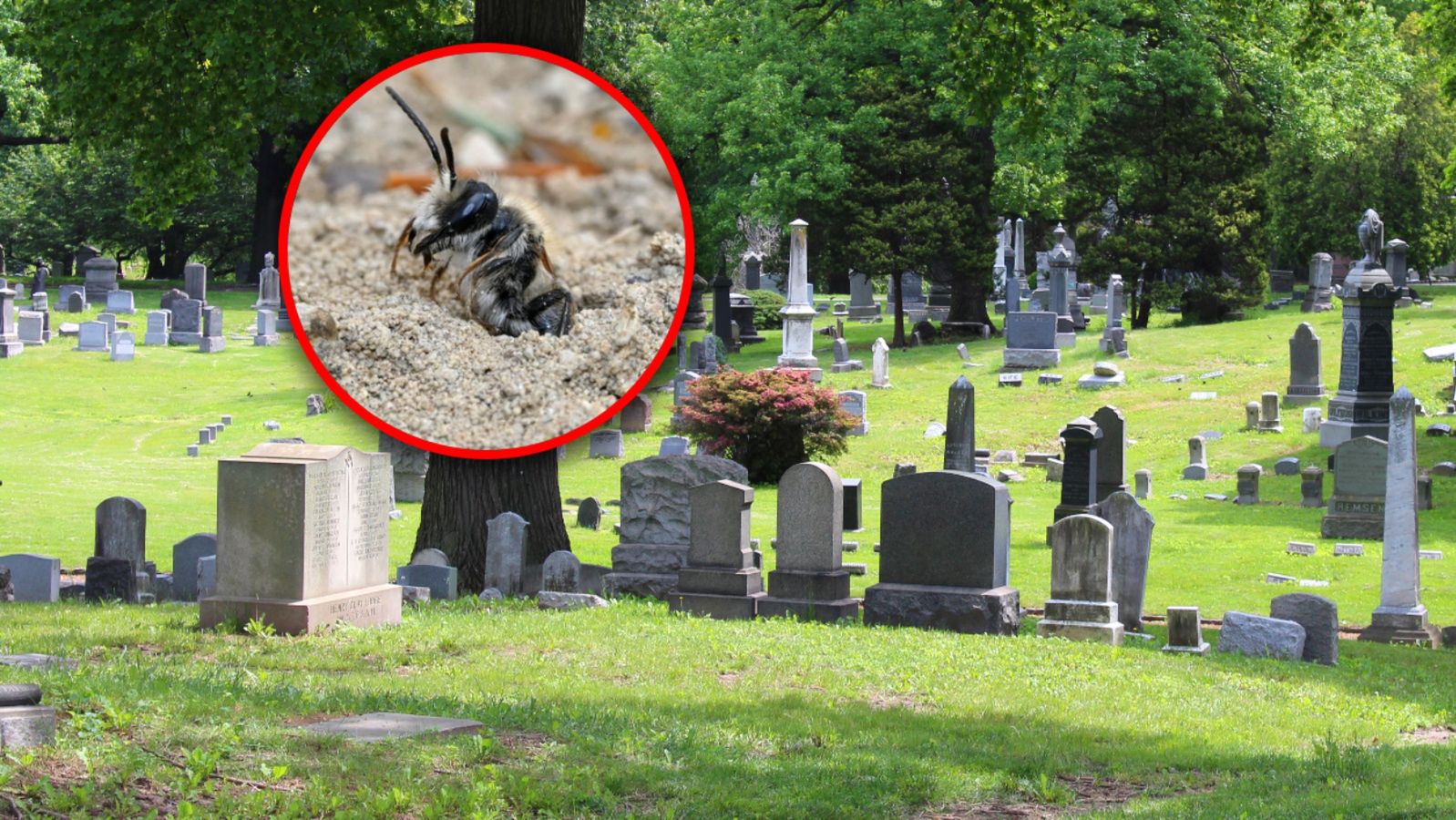 Odkryli kolonię pszczół na cmentarzu w USA. Pod ziemią są ich miliony