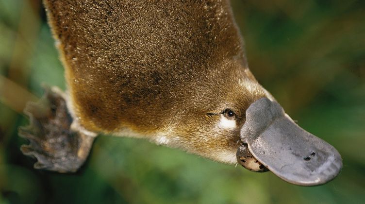 Jak wyewoluowały? To najdziwniejsze zwierzęta na świecie