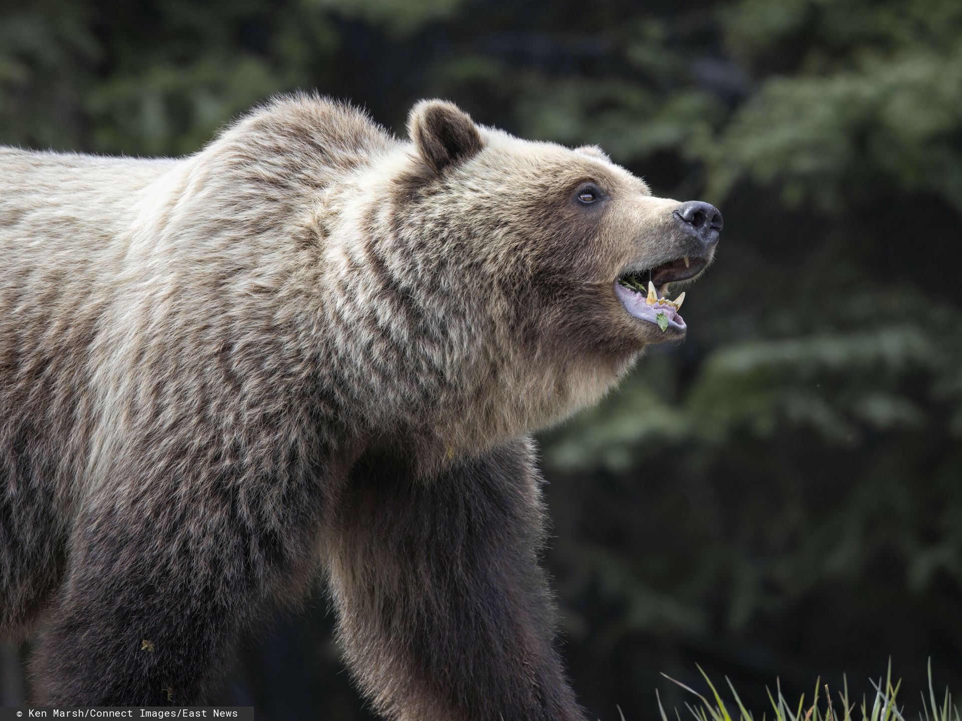 Kobieta zabita przez niedźwiedzia. Jest ruch prokuratury