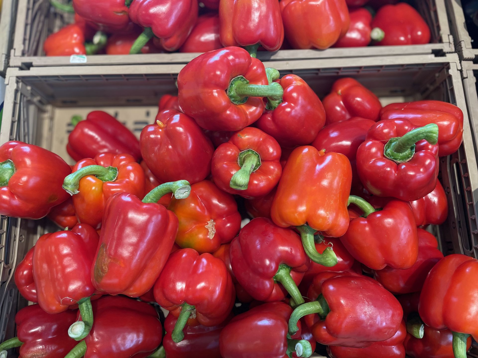 Gnijąca papryka na polach. Dramatyczna sytuacja w gospodarstwach