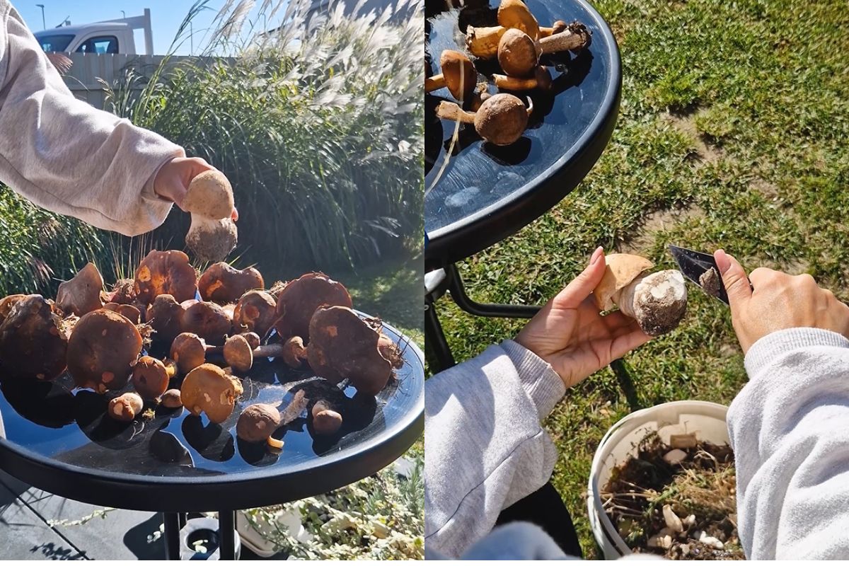 Daria pokazała, jak prawidłowo czyścić grzyby leśne. Nie wystarczy nożyk