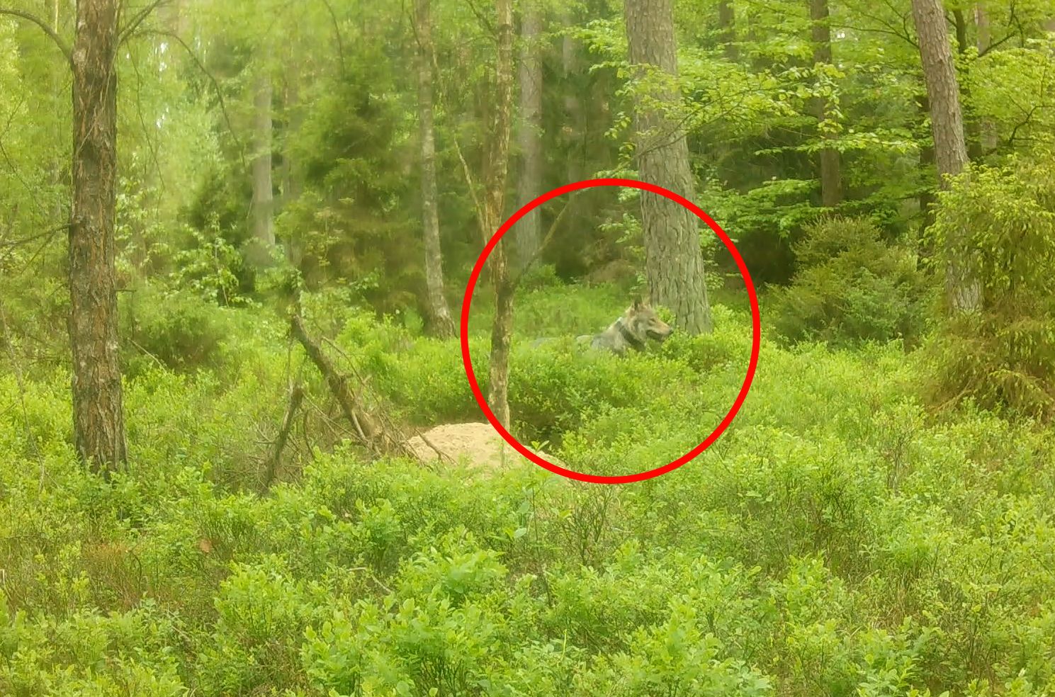 Niepokojące doniesienia o wilczycy z Borów Tucholskich