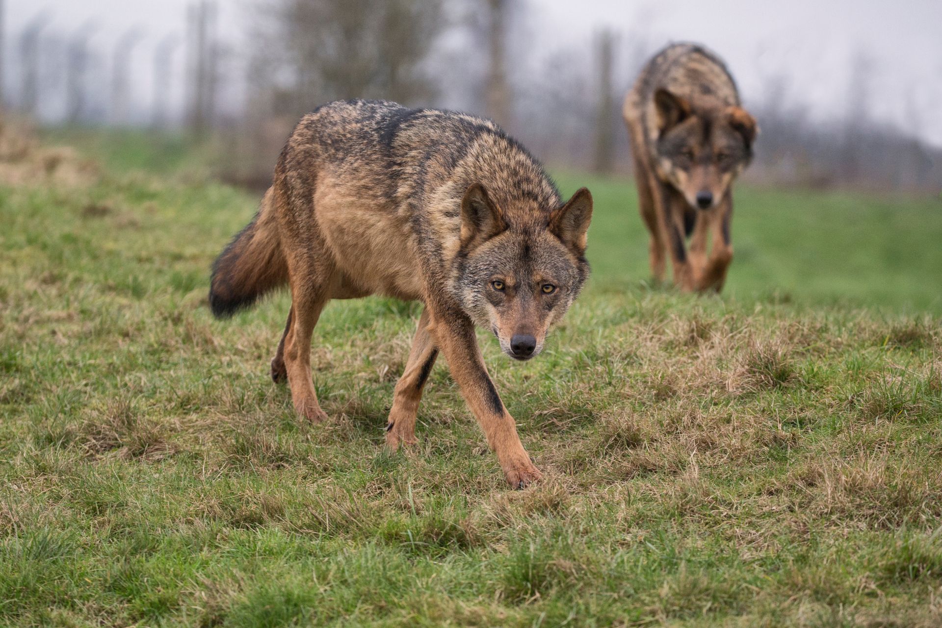 Wataha wilków pod Wrocławiem. Gmina apeluje do mieszkańców