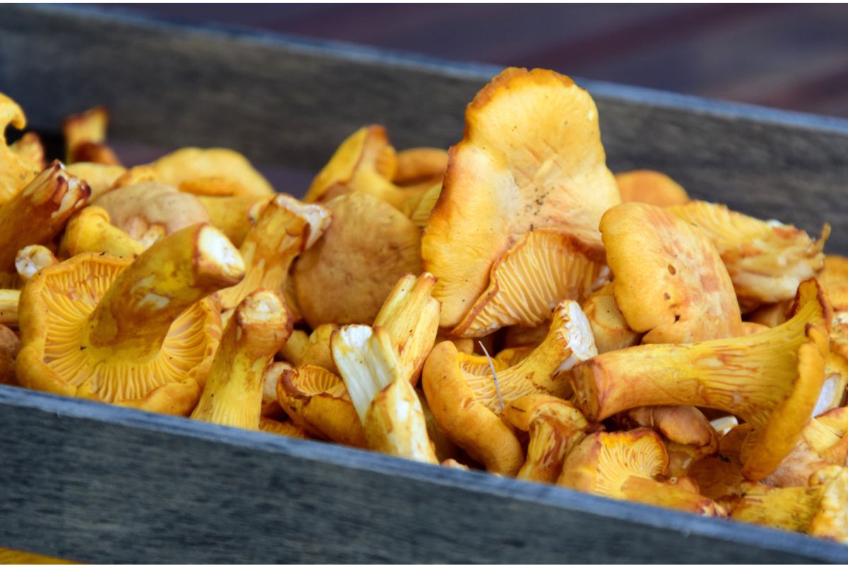 Kurki mają bardzo cenną adekwatność. Dlatego najlepiej spożywać je w takiej formie