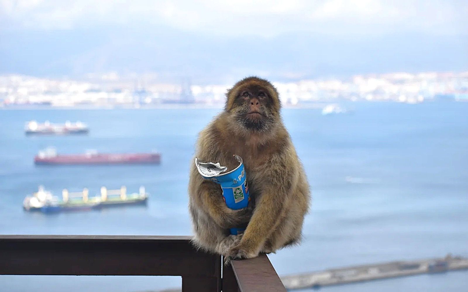 Małpy z Gibraltaru dziwnie się zachowują. Zaczęły zajadać się ziemią