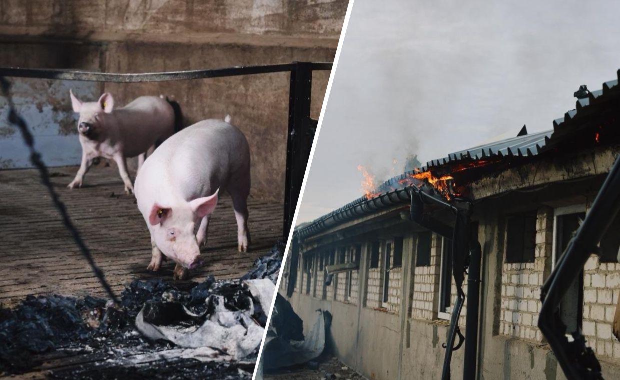 Rosyjski atak na fermę w obwodzie charkowskim. Zginęło 13 000 zwierząt