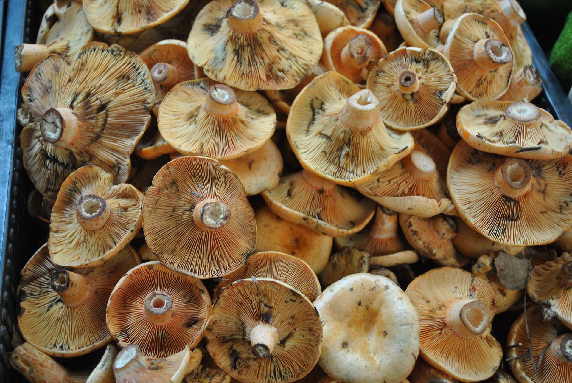 Marzenie każdego grzybiarza. Tak odróżnisz rydza od krowiaka