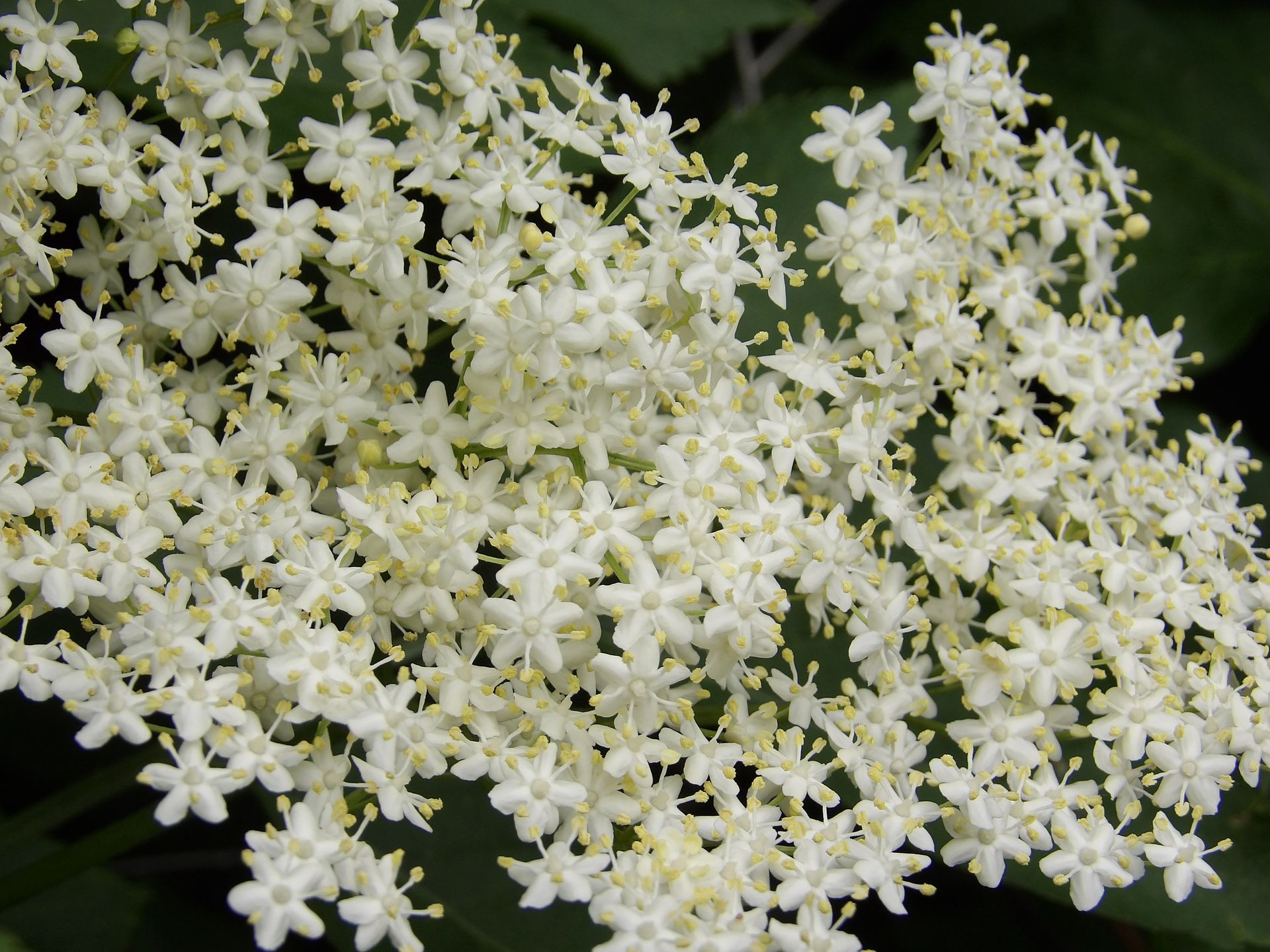 To niedoceniany skarb łąk i lasów. Oto jak korzystać z niego w kuchni