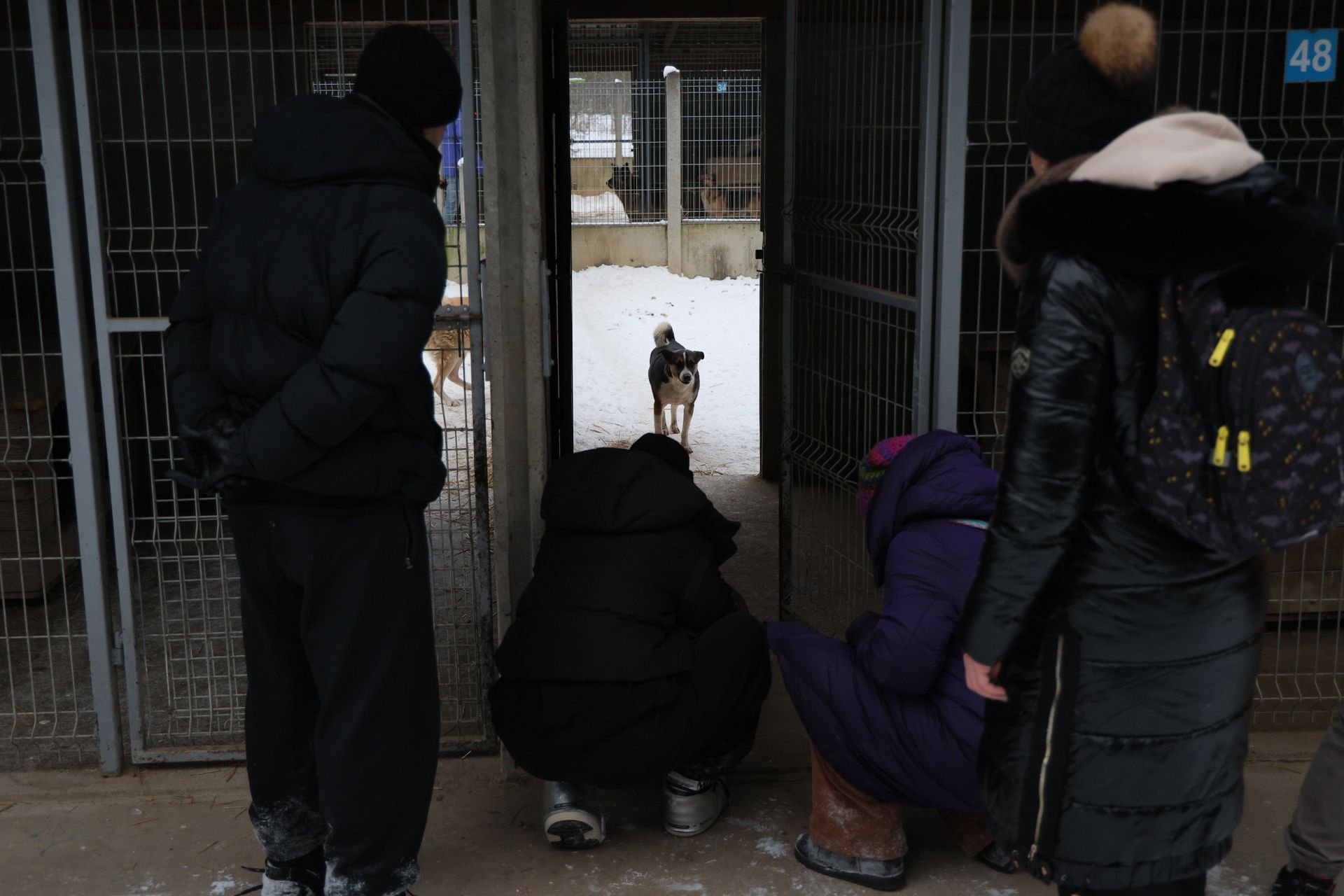 Koszmarne schronisko w Sobolewie. Chaos i brak reakcji władz
