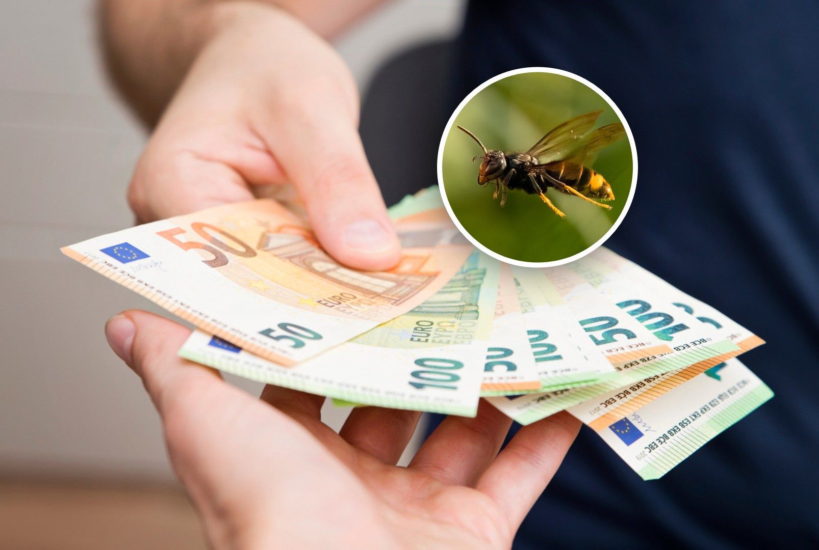 "Inwazja" groźnego owada z Azji. Niemcy wypłacą 2 tys. euro nagrody