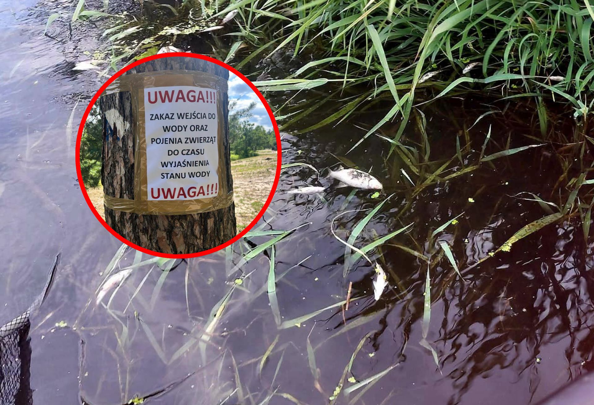 Śnięte ryby w jeszcze jednym miejscu. Służby apelują