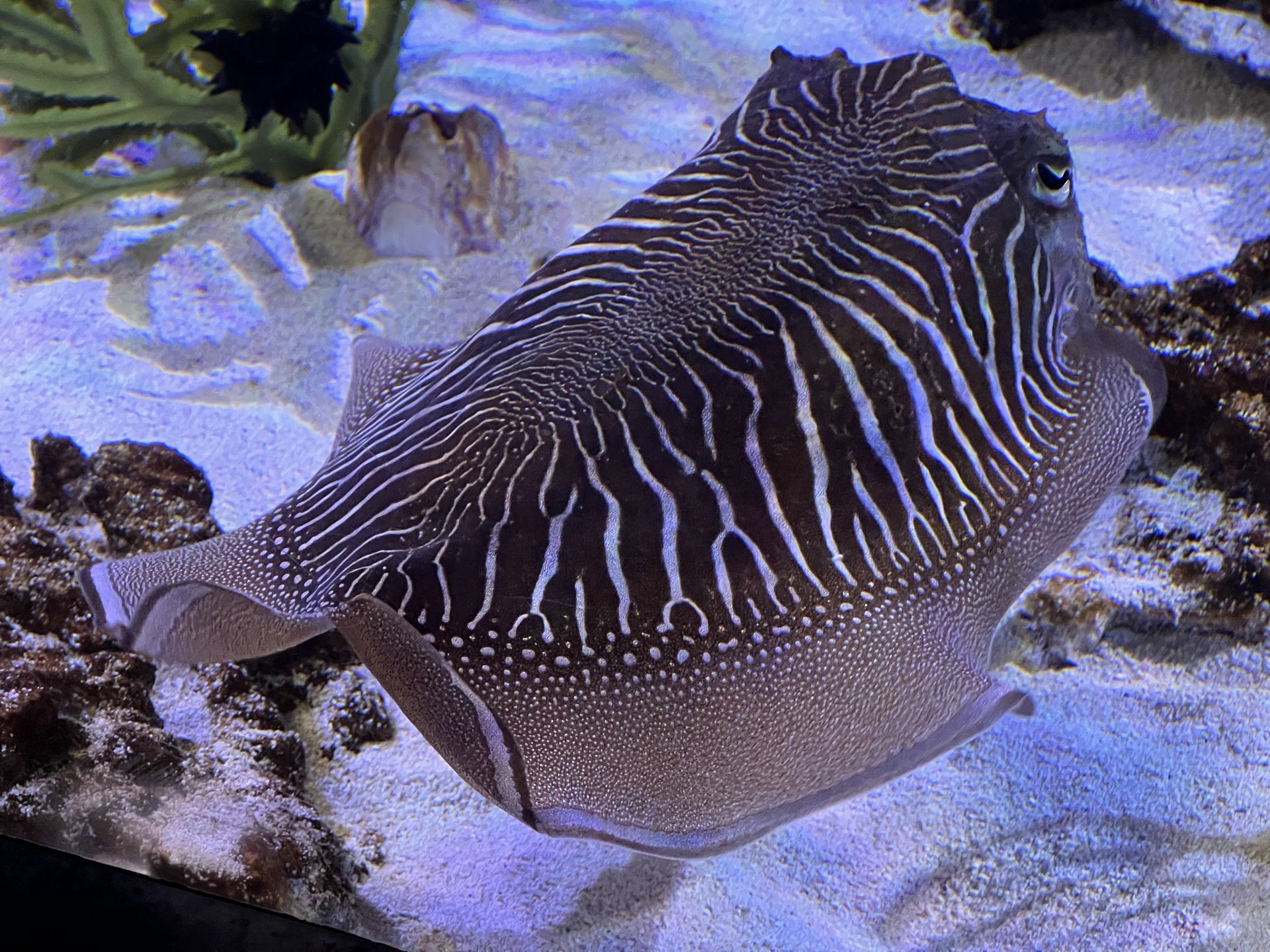 Dr Dolittle w akcji. Pomóc ma sztuczna inteligencja