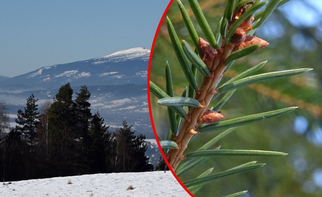 "Magazyny życia". Leśnicy o pączkach na Babiej Górze