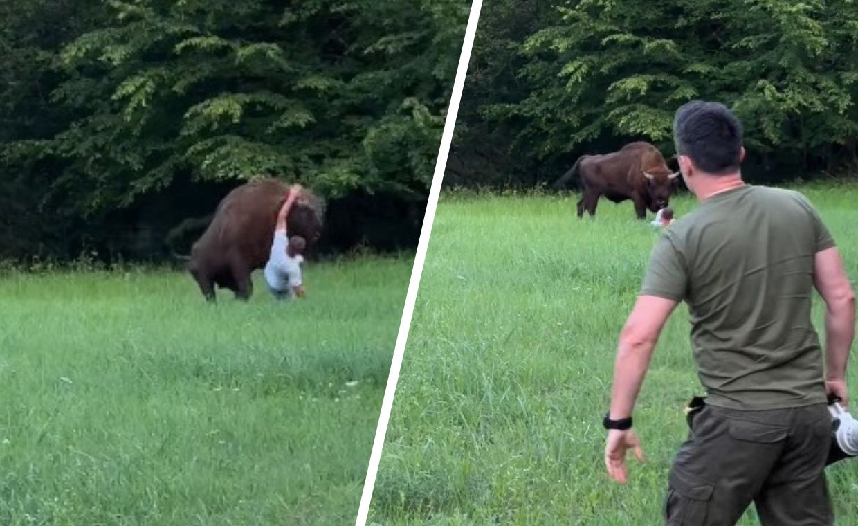 Żubr poturbował turystę w Białowieży. Ekspert apeluje o rozwagę