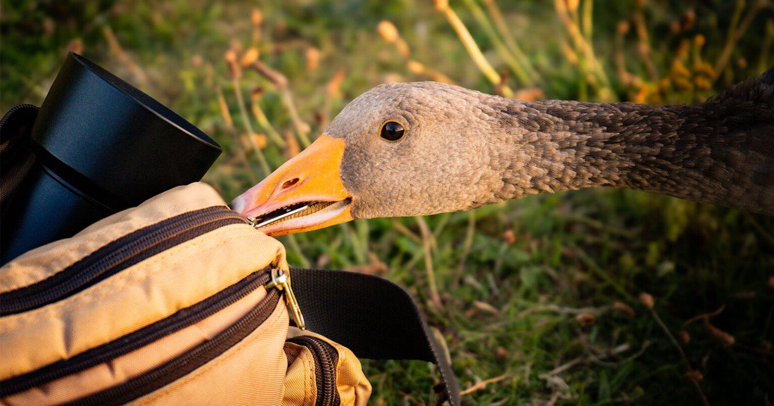 Robił zdjęcia w Wielkiej Brytanii. Nagle jego torba zaczęła się ruszać