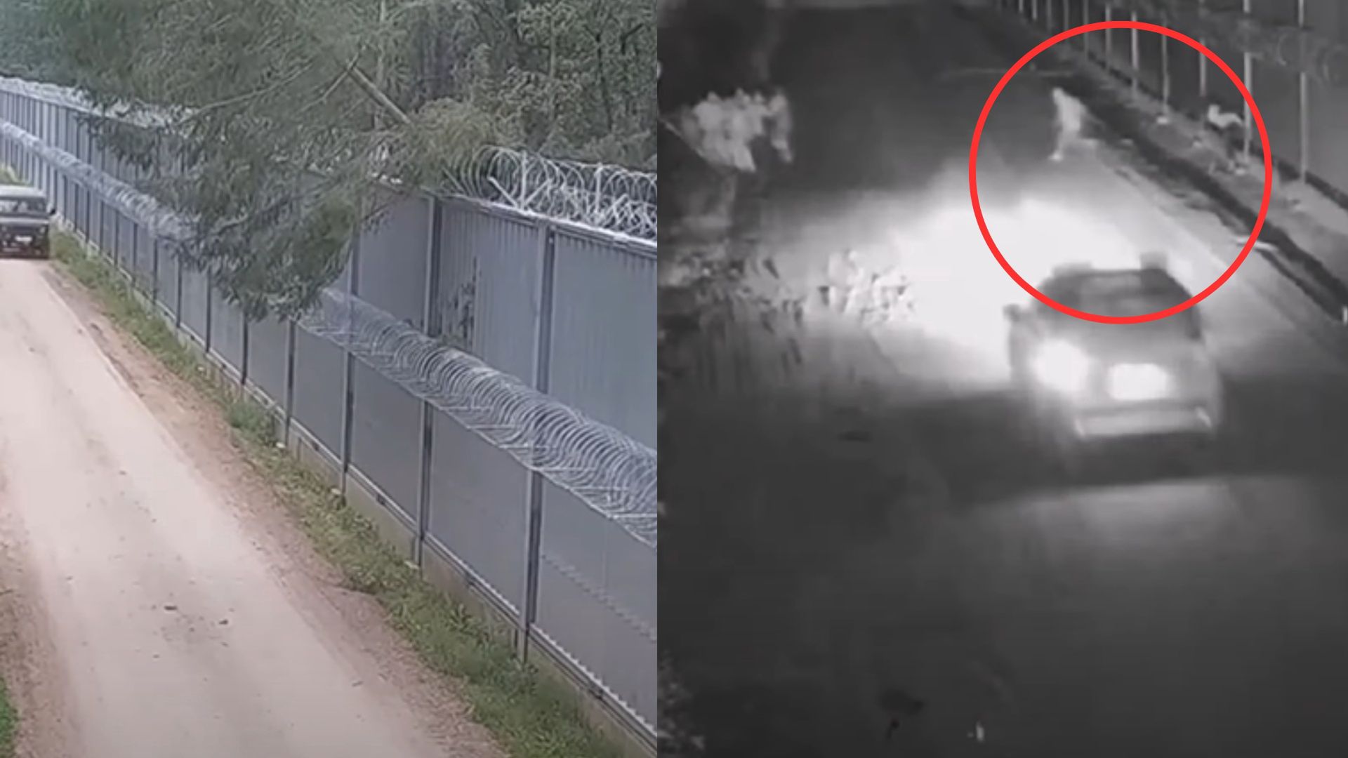 Zrzucili drzewo na płot i rzucali kamieniami w strażników. Nagranie z granicy