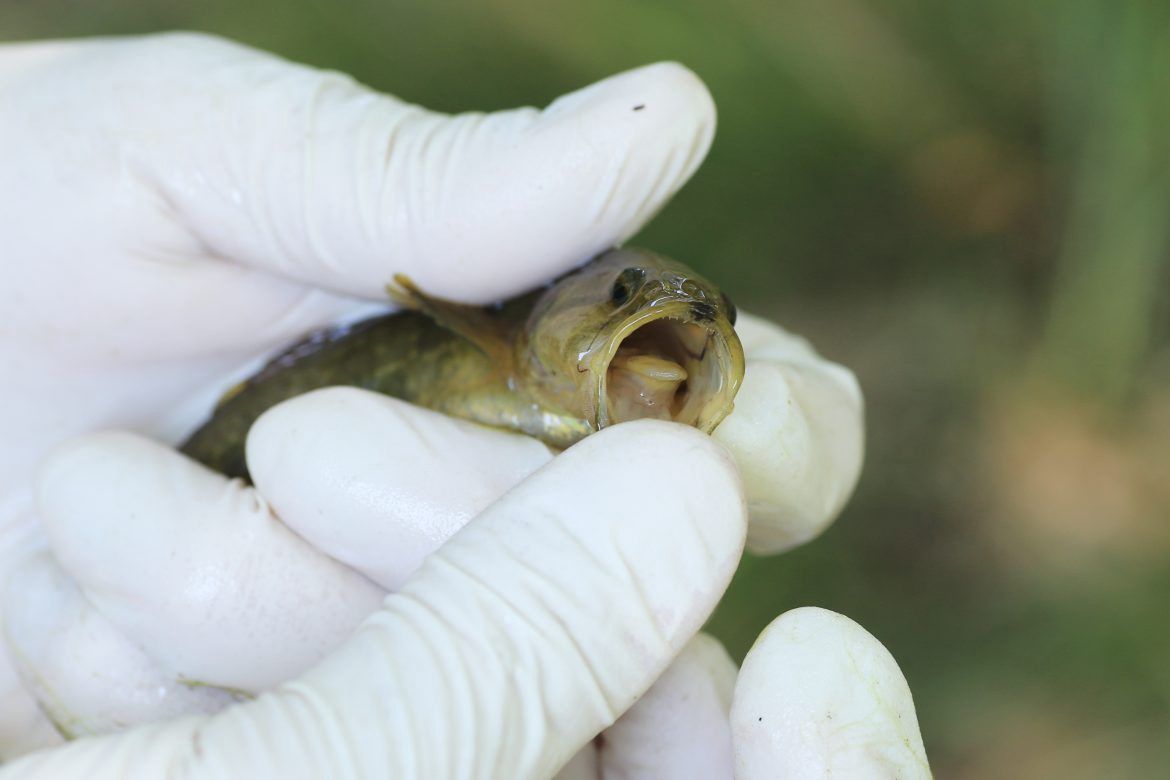 Znaleźli ją w Polsce. Inwazyjna ryba w stawach