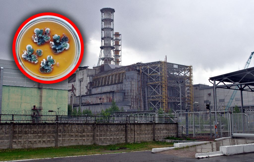 Tajemniczy grzyb z Czarnobyla. "Żywi się" promieniowaniem