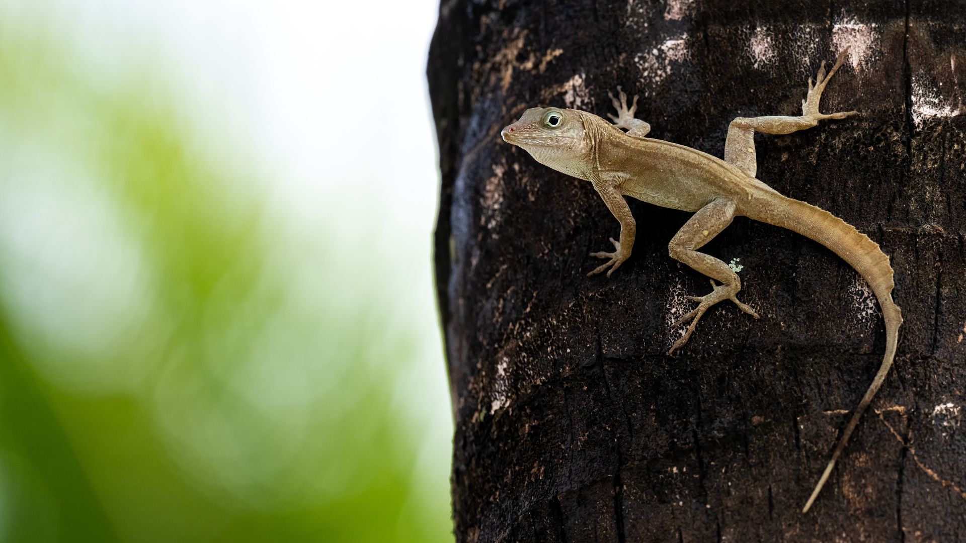 Te jaszczurki mają supermoce. Odkryto gatunek odporny na jad węży