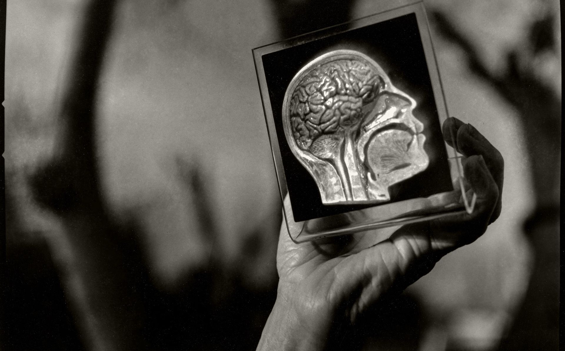 Czy inteligencja ma swoją cenę? Naukowcy widzą ewolucyjny kompromis