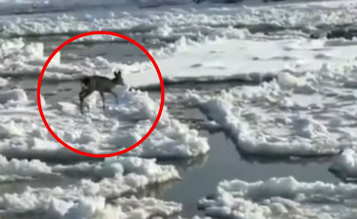 Sarna na krze na Wiśle. Szybka akcja służb