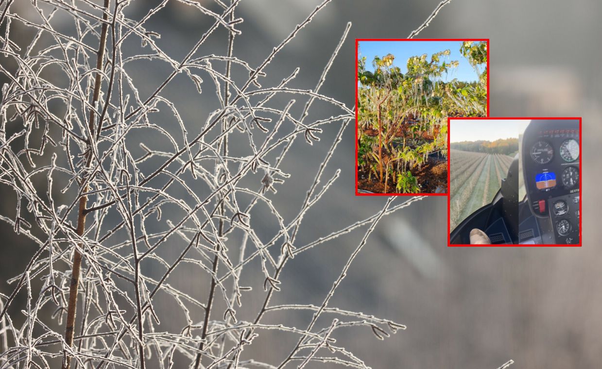 Wystarczyła jedna noc. Sadownicy ratowali się choćby helikopterem