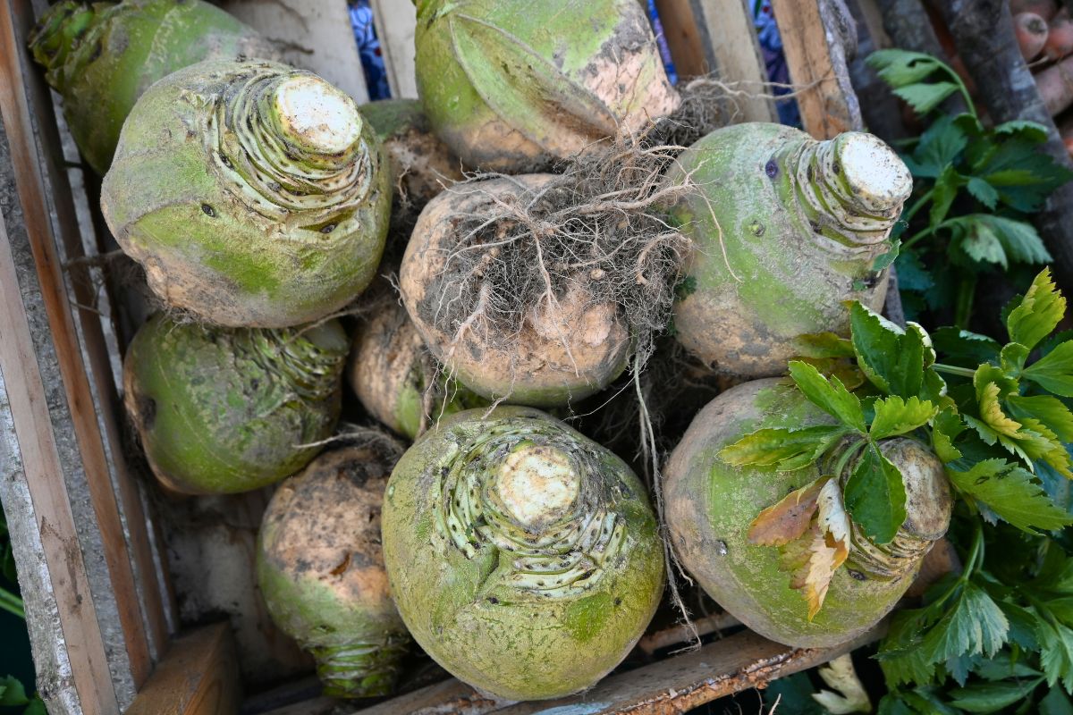 Pozwalała uniknąć głodu. Dziś mało kto choćby zna jej nazwę