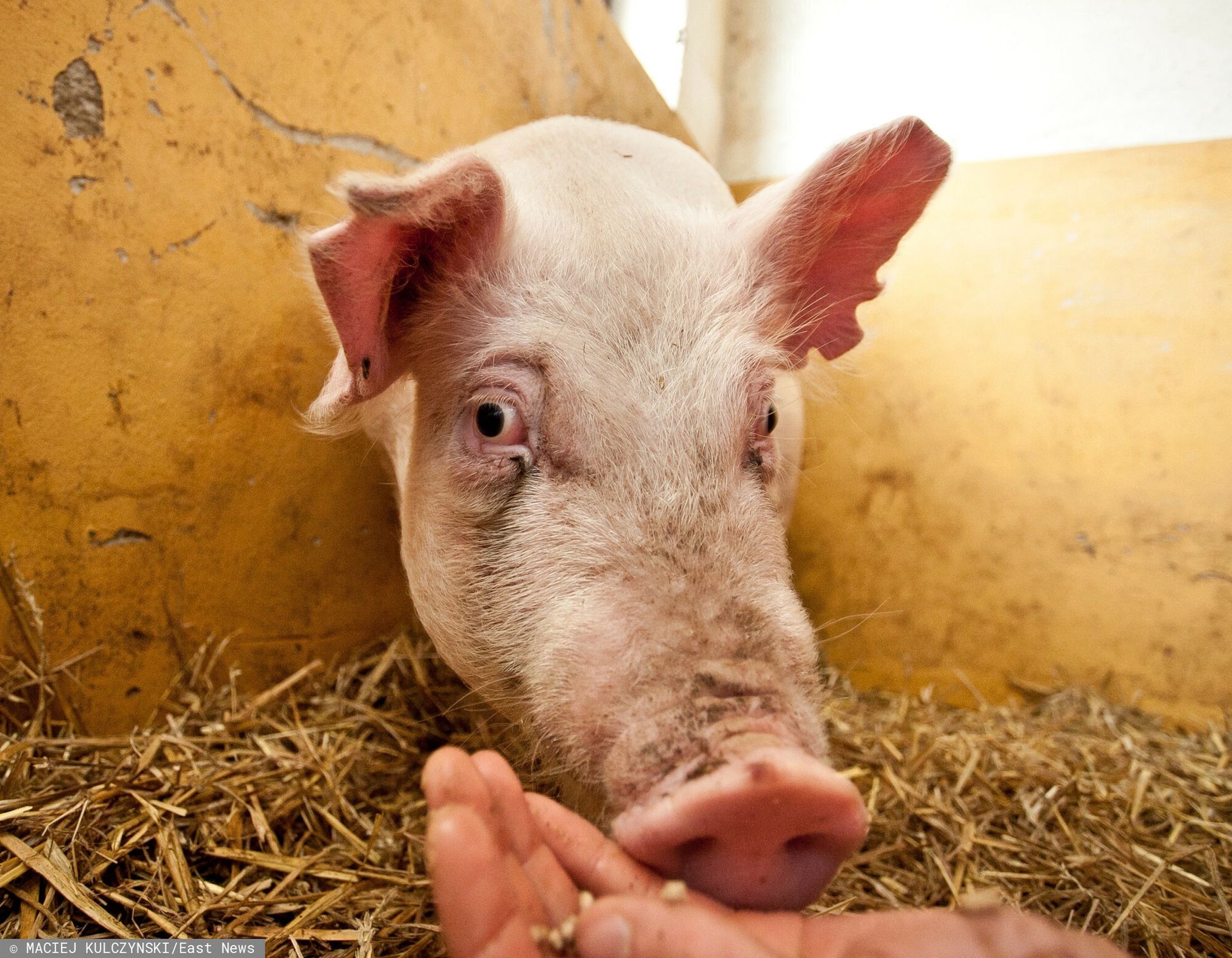 Tąpnięcie na rynku. Ceny tuczników spadają