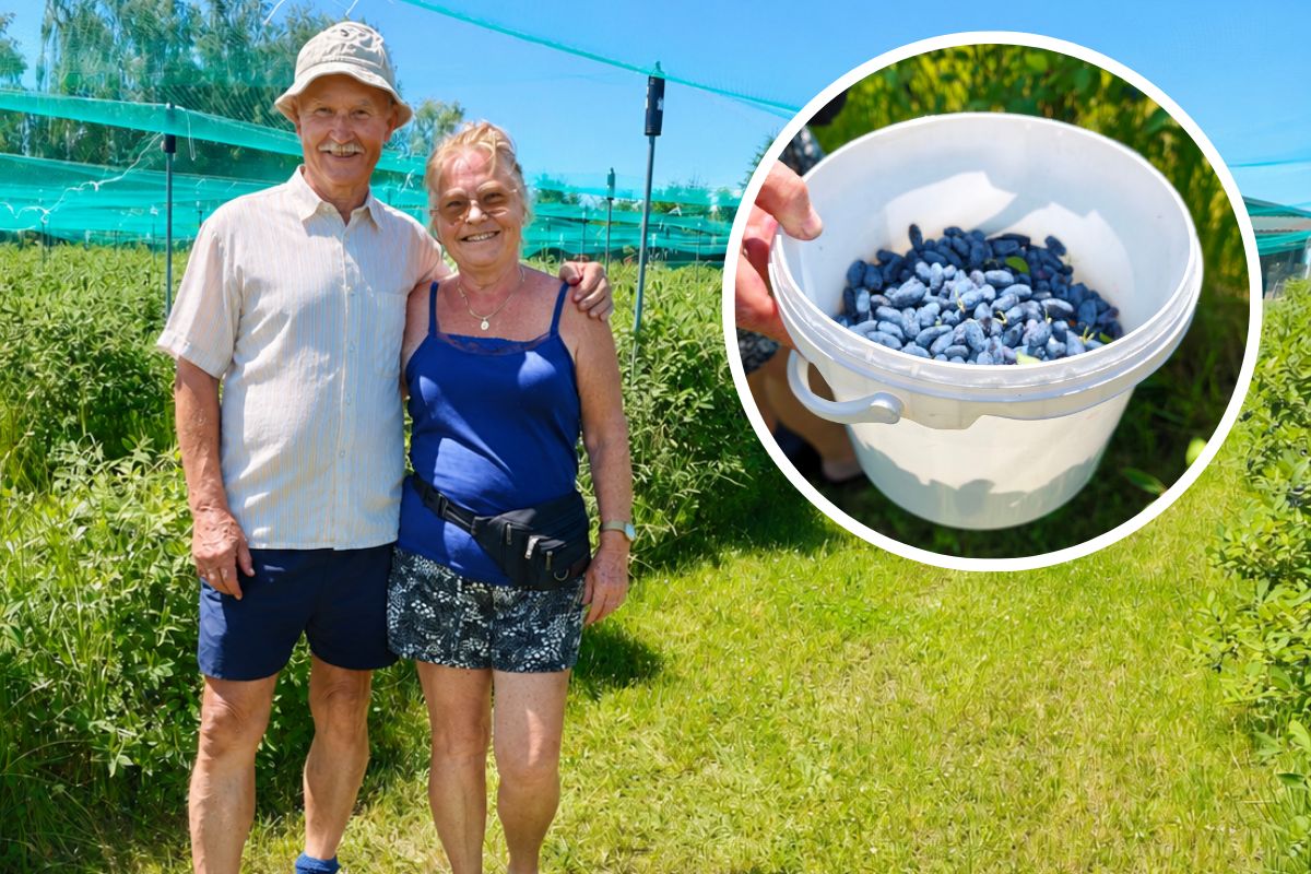 Zamiast spa wybierają rządek numer pięć. Zaczęło się od kilku krzaków z Niemiec