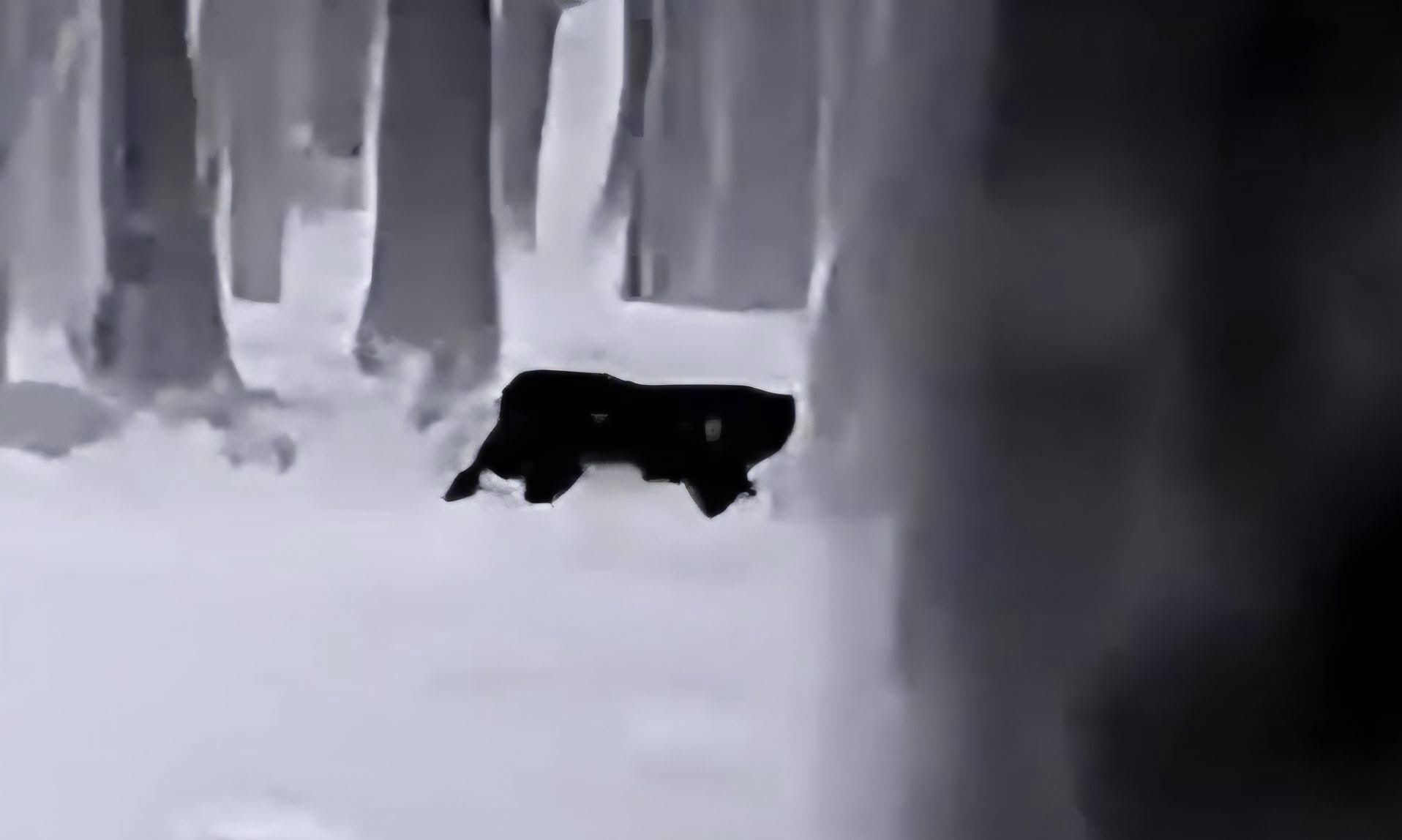 Kolejna puma grasuje na wolności? Władze ostrzegają