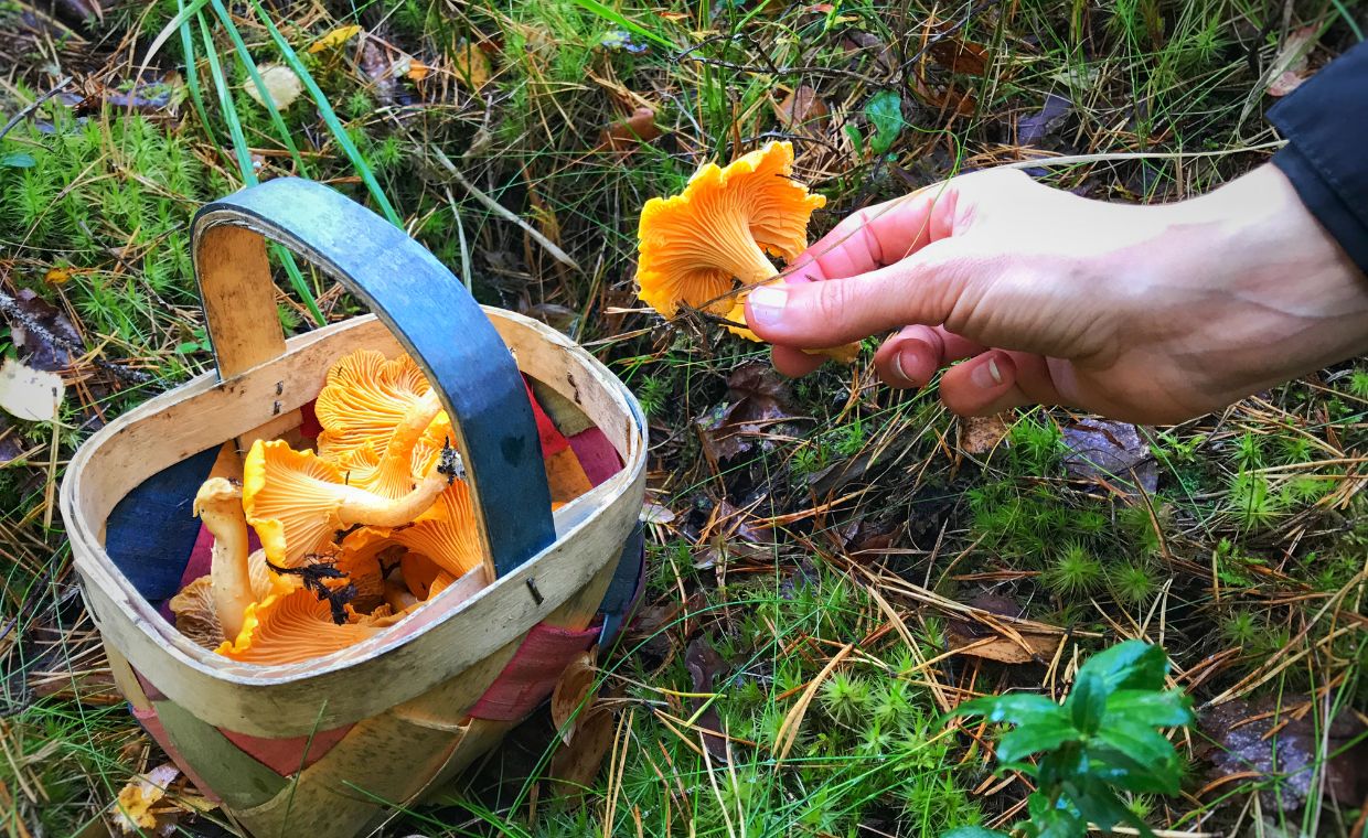 Prawdziwy wysyp grzybów w polskich lasach. Gdzie ich szukać?