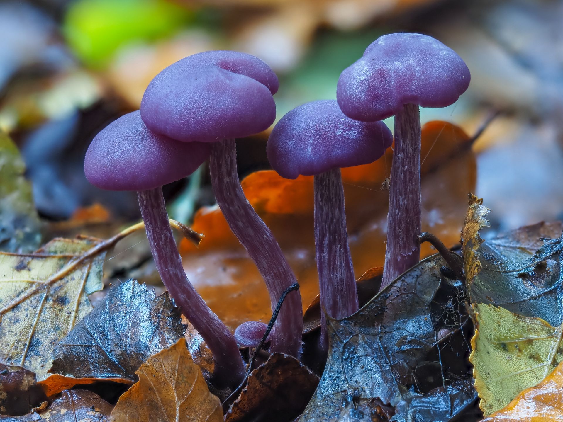 Wygląda upiornie i rośnie na cmentarzach. W jajecznicy smakuje lepiej niż kurki