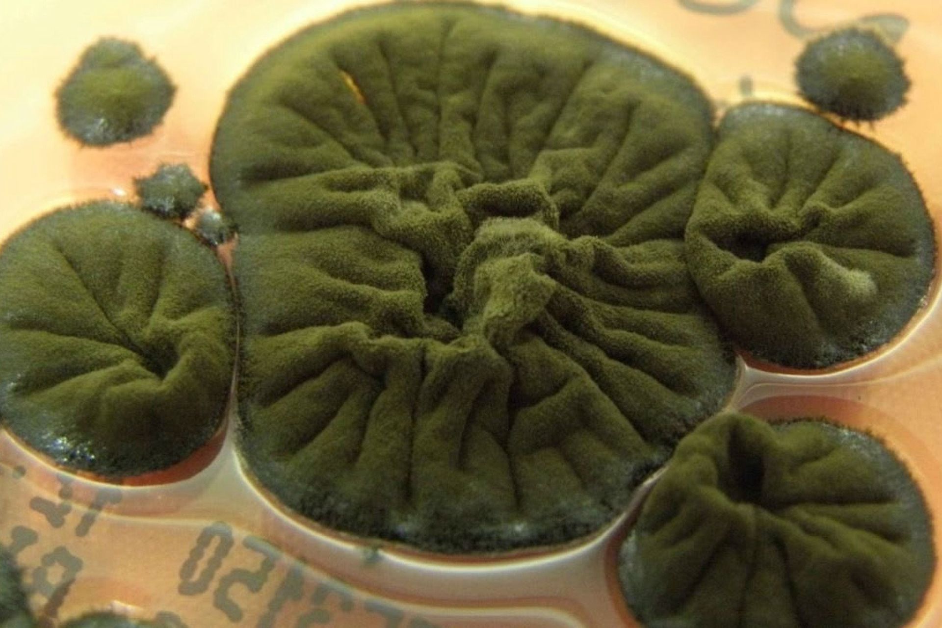 Badają grzyb z Czarnobyla. Może chronić przed promieniowaniem