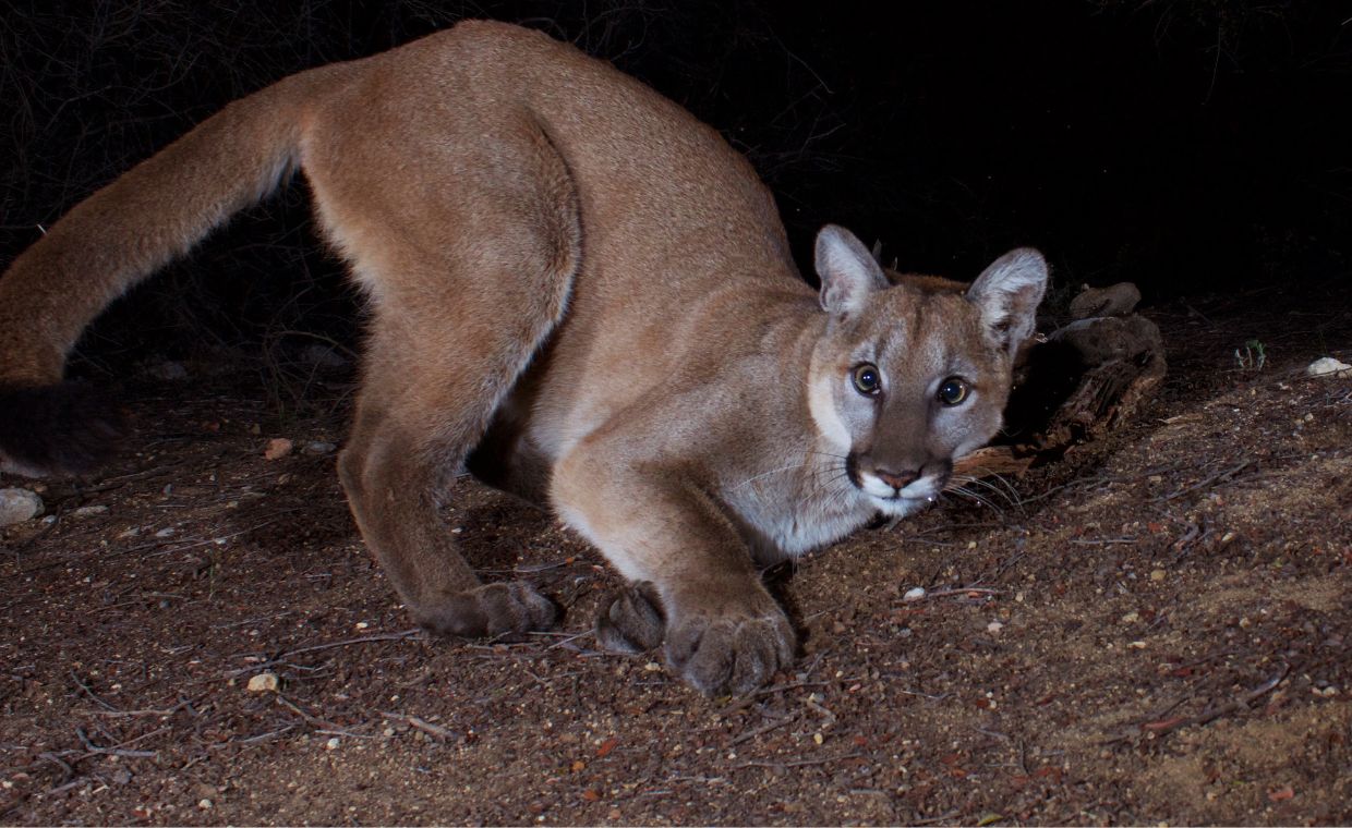 Puma grasuje w okolicach Kłodzka? Apel do mieszkańców