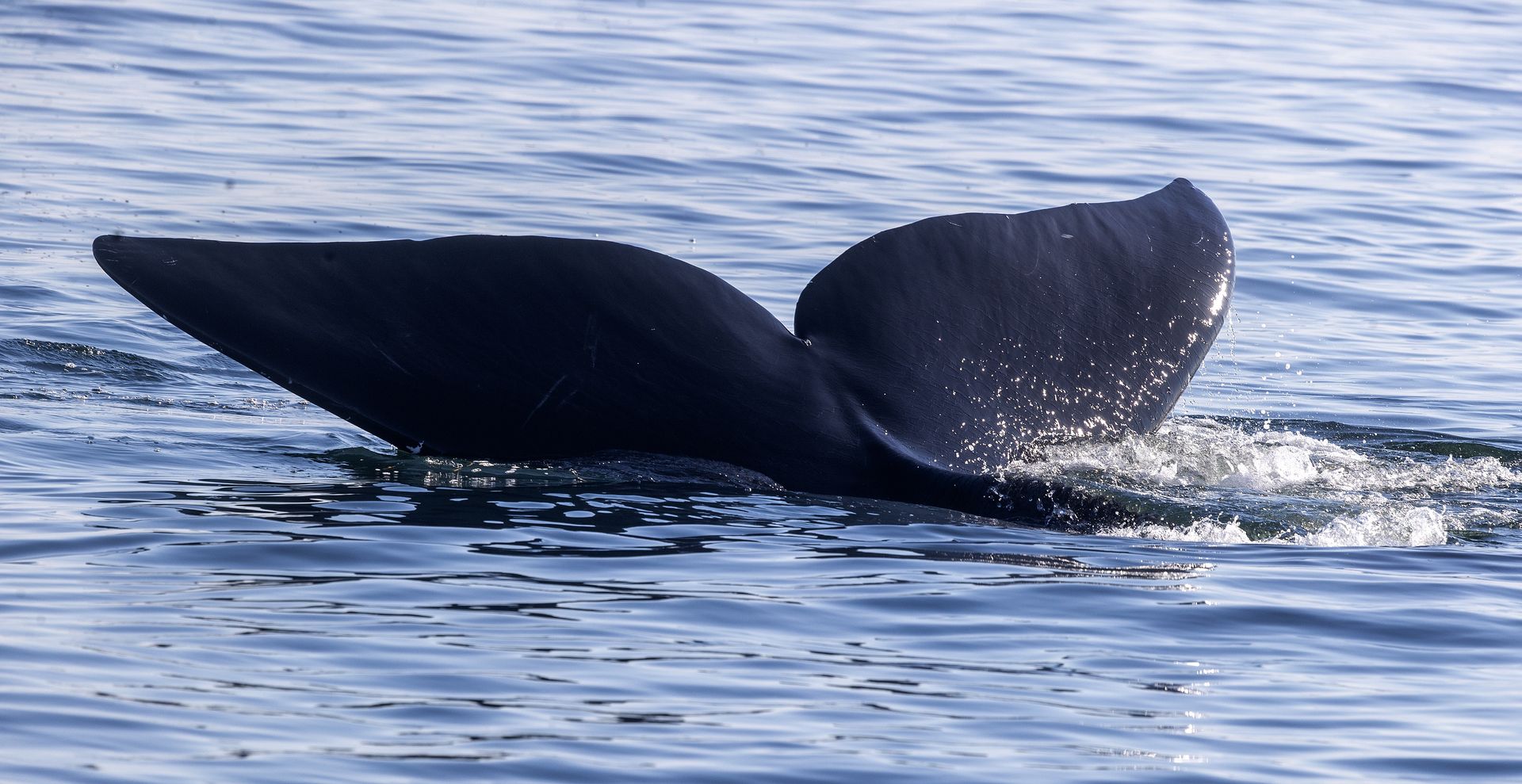 Wieloryby mogą żyć ponad sto lat. Sprawdzimy to za... sto lat