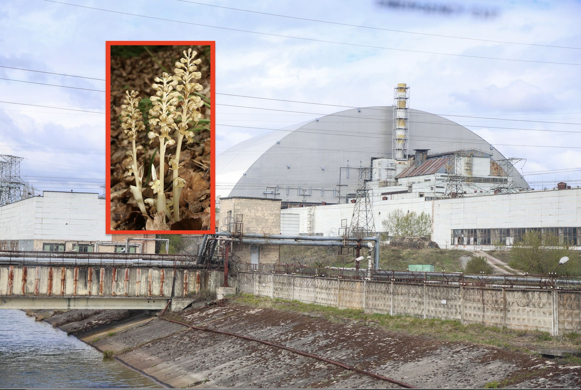 Sensacja w Czarnobylu. Niezwykła roślina zakwitła po 10 latach pod ziemią