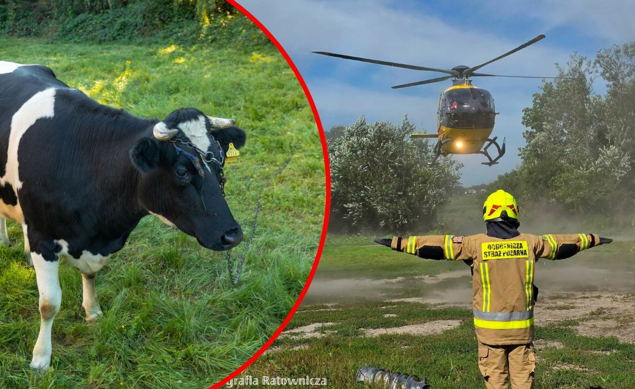 Dramat w gospodarstwie. Krowa zmiażdżyła klatkę piersiową rolnika
