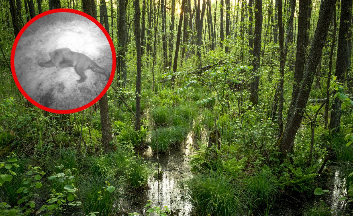 Niedźwiedź na Podlasiu. Sensacja czy nowa codzienność?