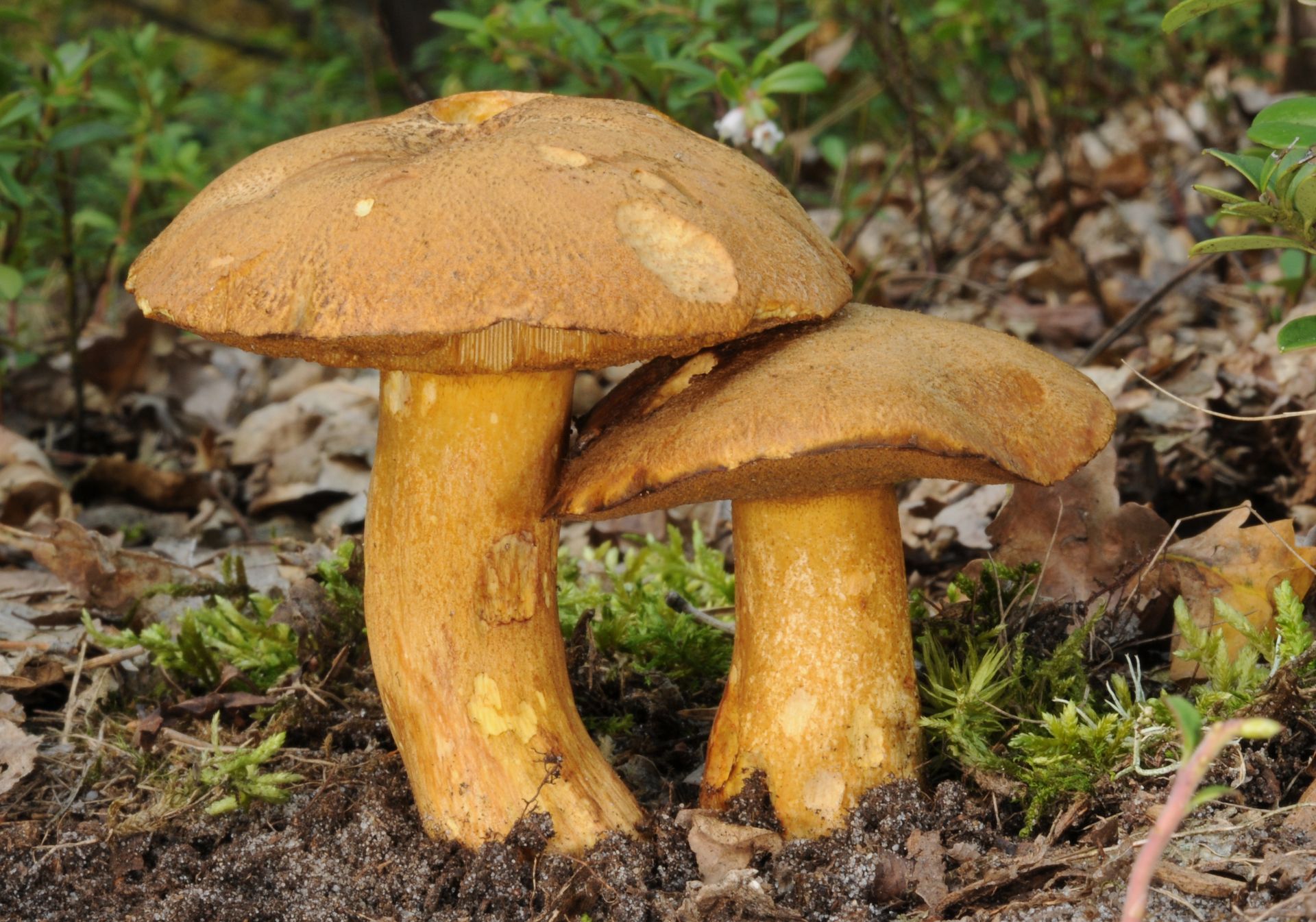 Niepozorne grzyby. Wielu je omija, a w sosie są lepsze choćby od prawdziwków