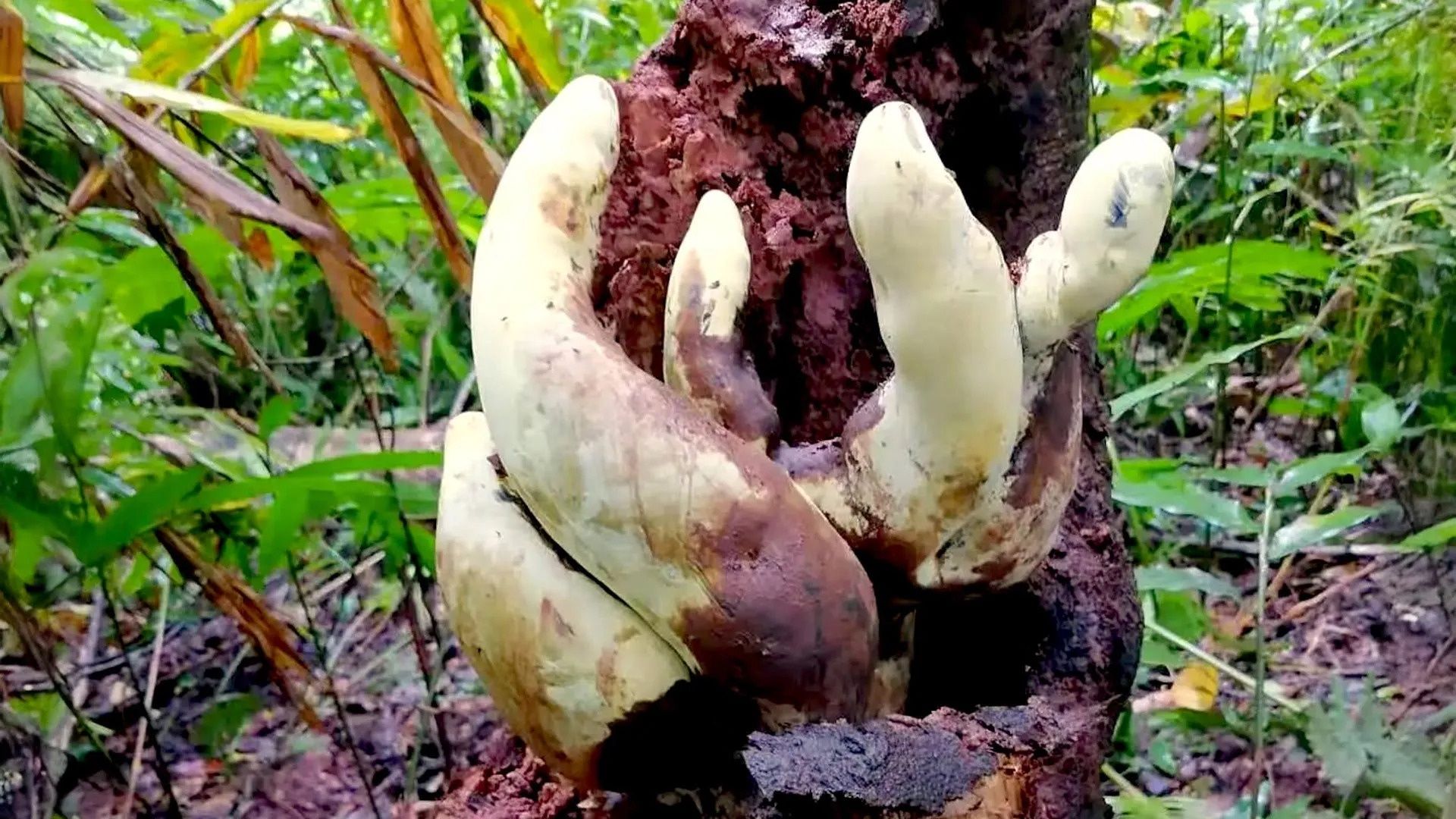 Chiński grzyb gigant. Waży ponad 2 kg i dorasta do kolana