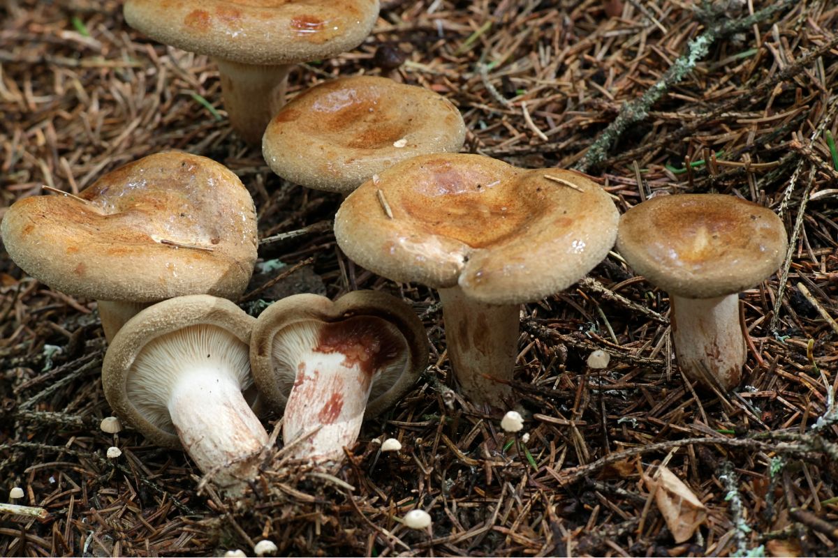 Kiedyś uznawany za jadalny, a dziś wiemy, iż jest trujący. A niektórzy wciąż zbierają tego grzyba