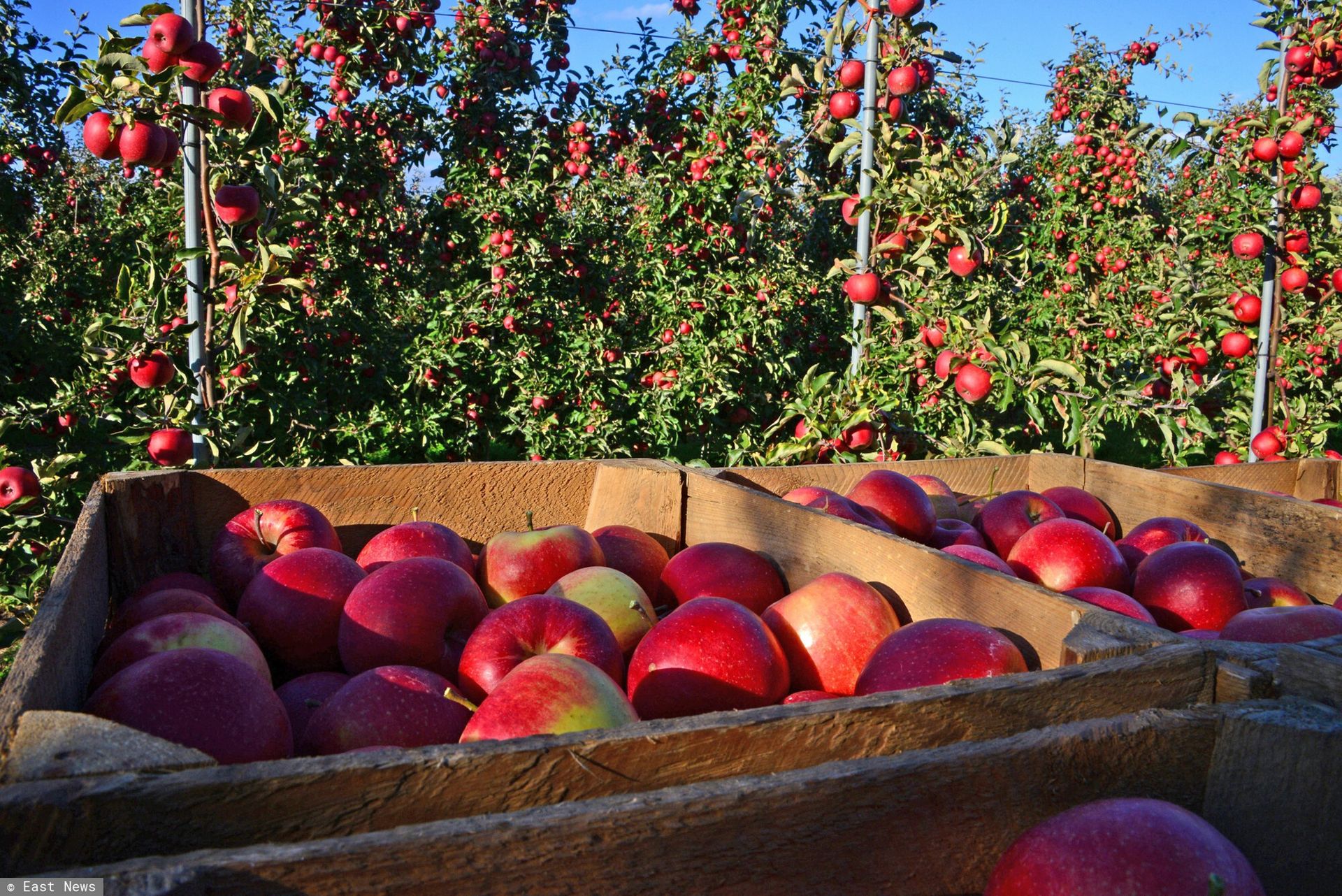 W Turcji może zabraknąć m.in. jabłek. W Europie na to liczą