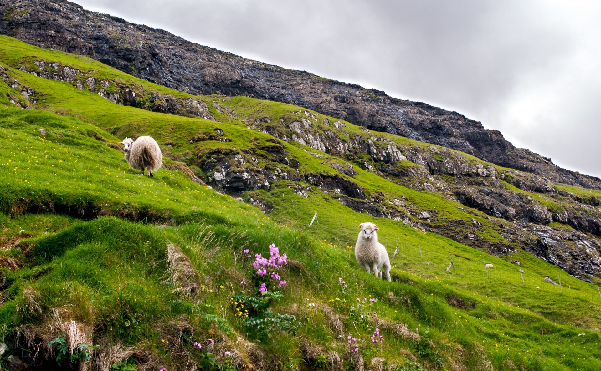Zielony raj na Atlantyku. Odkryj Wyspy Owcze wśród dzikiej przyrody i nordyckich legend