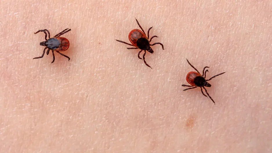 Kleszcze już są! Sanepid ostrzega spacerowiczów