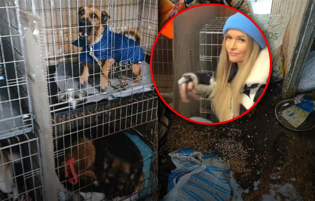 Pogotowie dla Zwierząt pod lupą prokuratury. Jest śledztwo ws. znęcania się nad zwierzętami