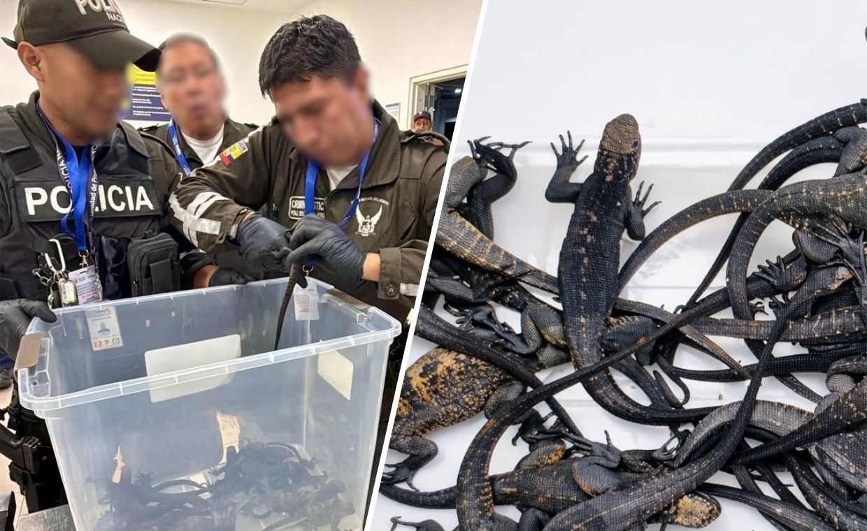 Rosjanka zatrzymana na lotnisku w Quito. Miała w walizce 32 legwany