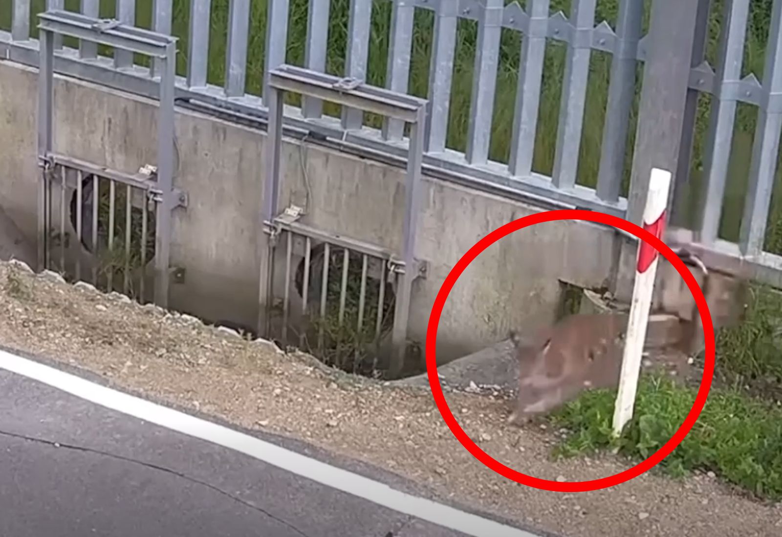 Z łatwością pokonał barierę na granicy. Pokazali nagranie