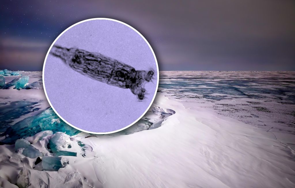 „Robaki zombie” z Syberii. Naukowcy przywrócili do życia organizmy sprzed 24 tys. lat